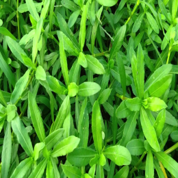 SBJEEI-FRESH WATER CRESS